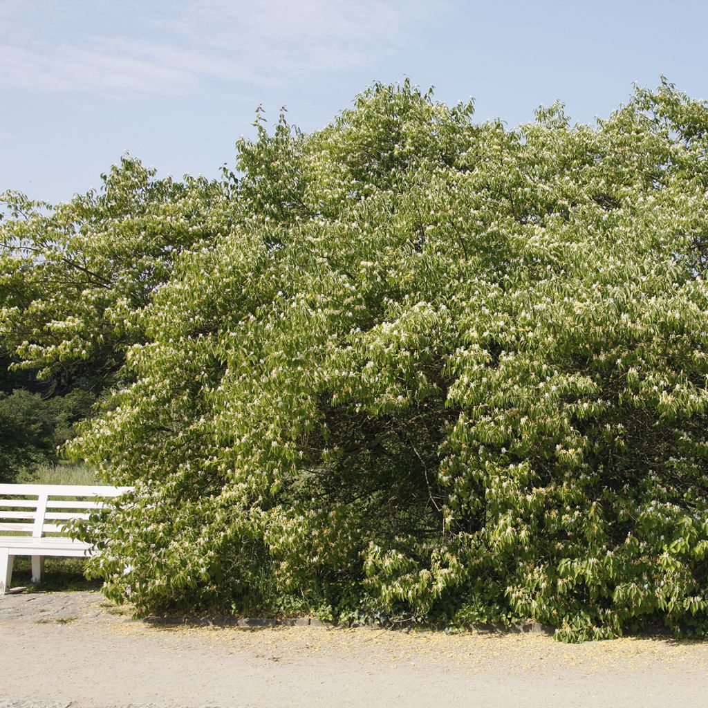 Lonicera maackii - Madreselva de Amur