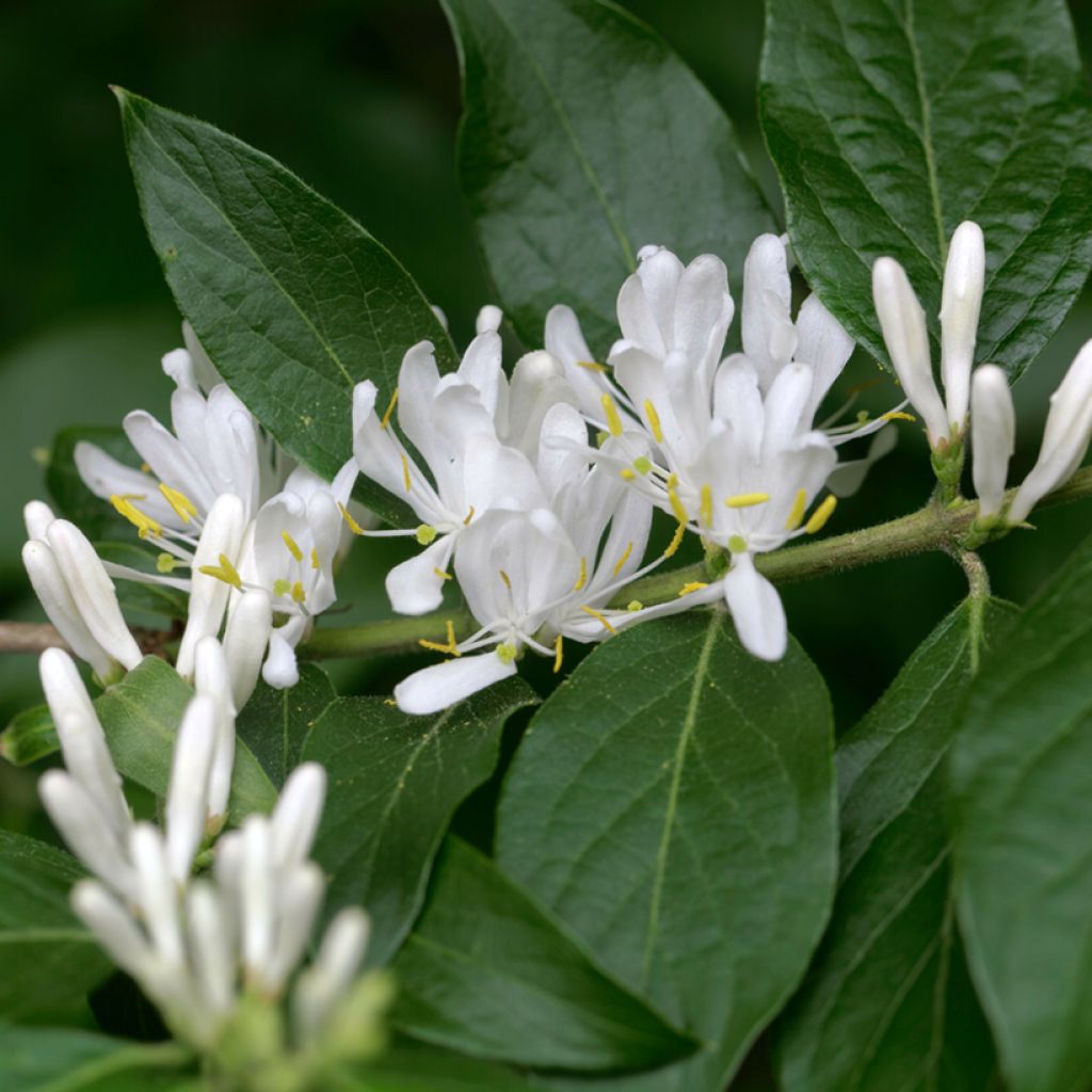 Lonicera maackii - Madreselva de Amur