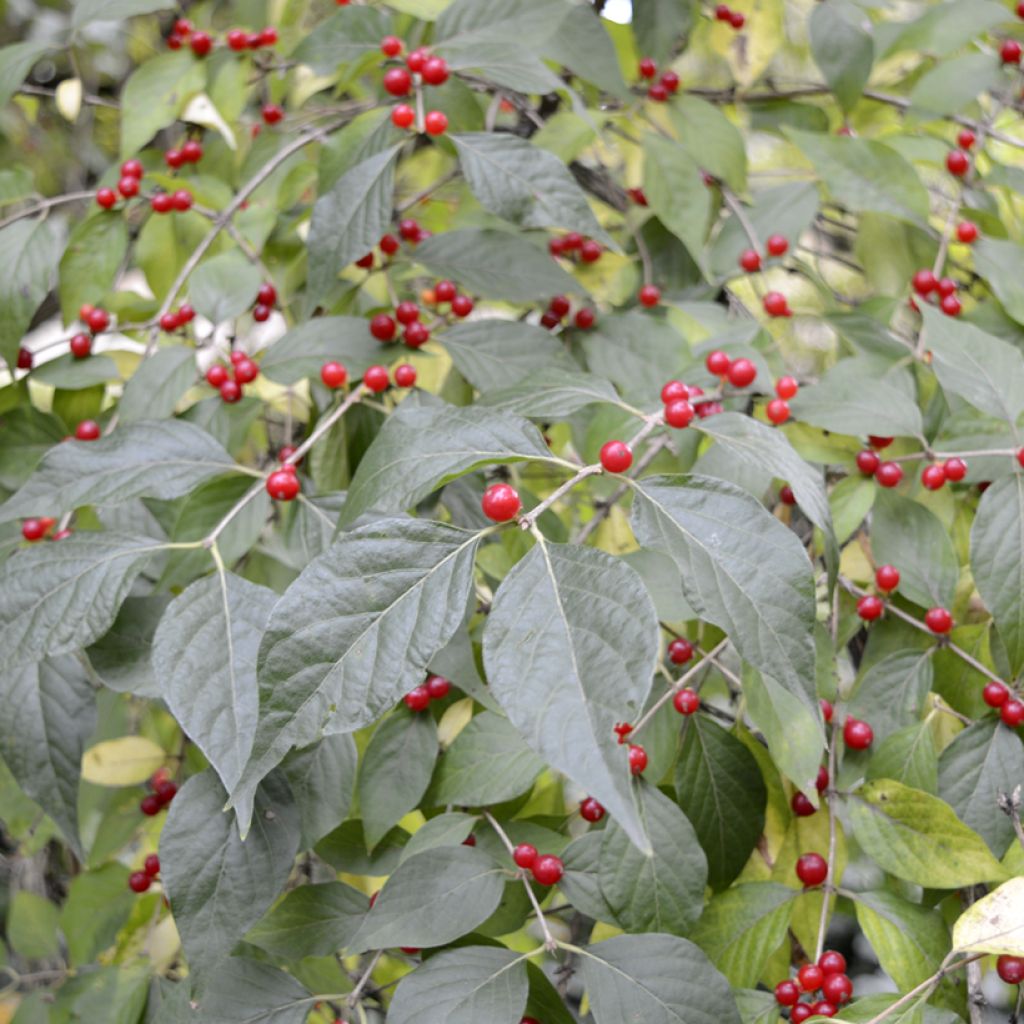 Lonicera maackii - Madreselva de Amur