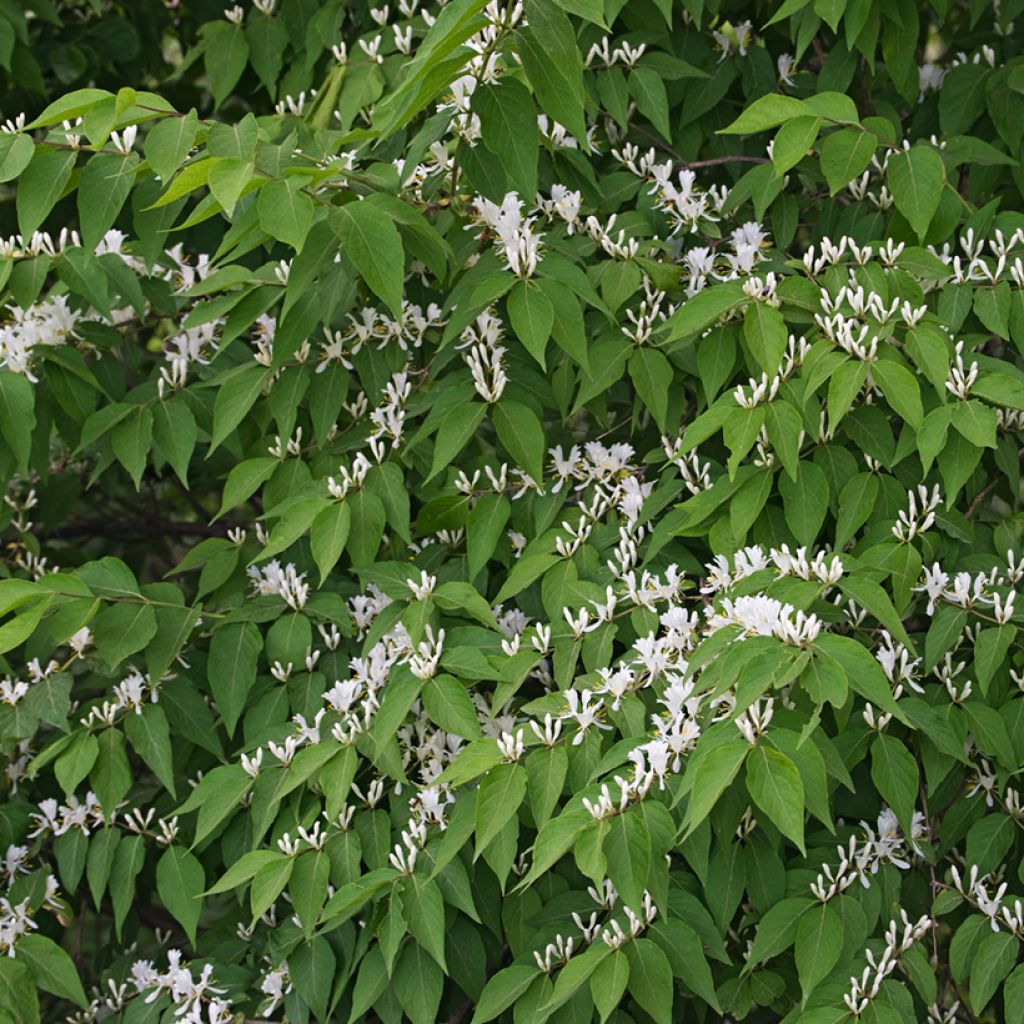 Lonicera maackii - Madreselva de Amur