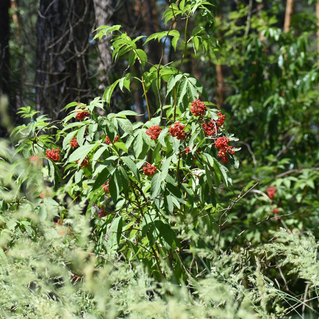 Lonicera maackii - Madreselva de Amur