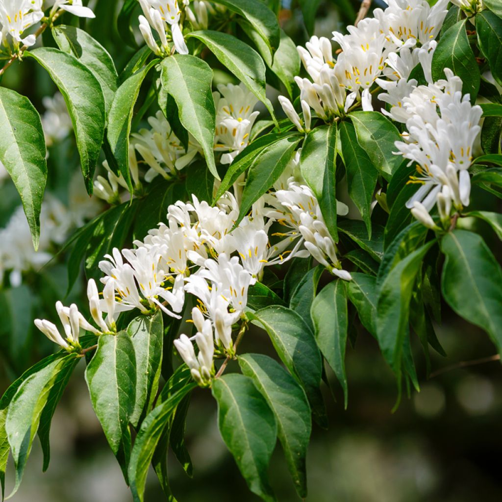 Lonicera maackii - Madreselva de Amur