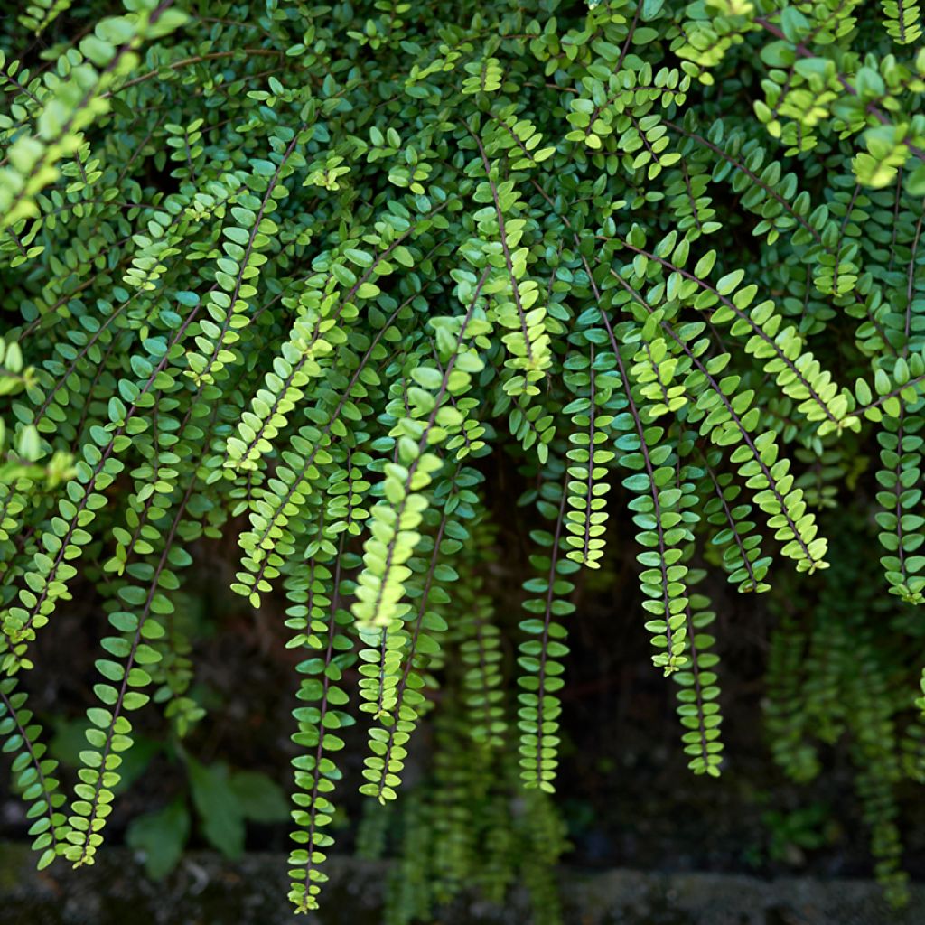 Madreselva de hoja - Lonicera nitida Ernest Wilson