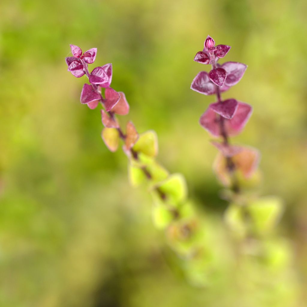 Madreselva de hoja - Lonicera nitida Red Tips