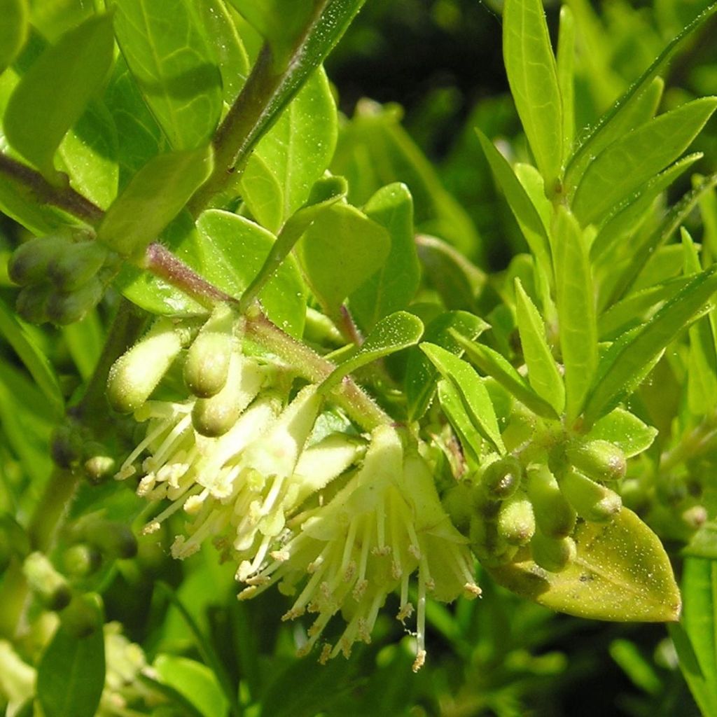 Lonicera pileata