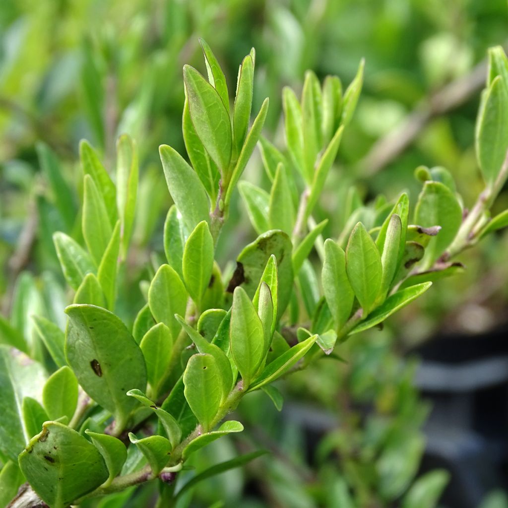 Lonicera pileata - Chèvrefeuille à cupule