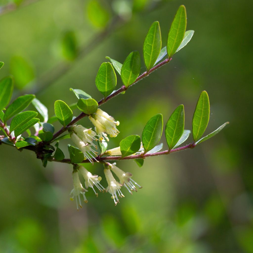 Lonicera pileata