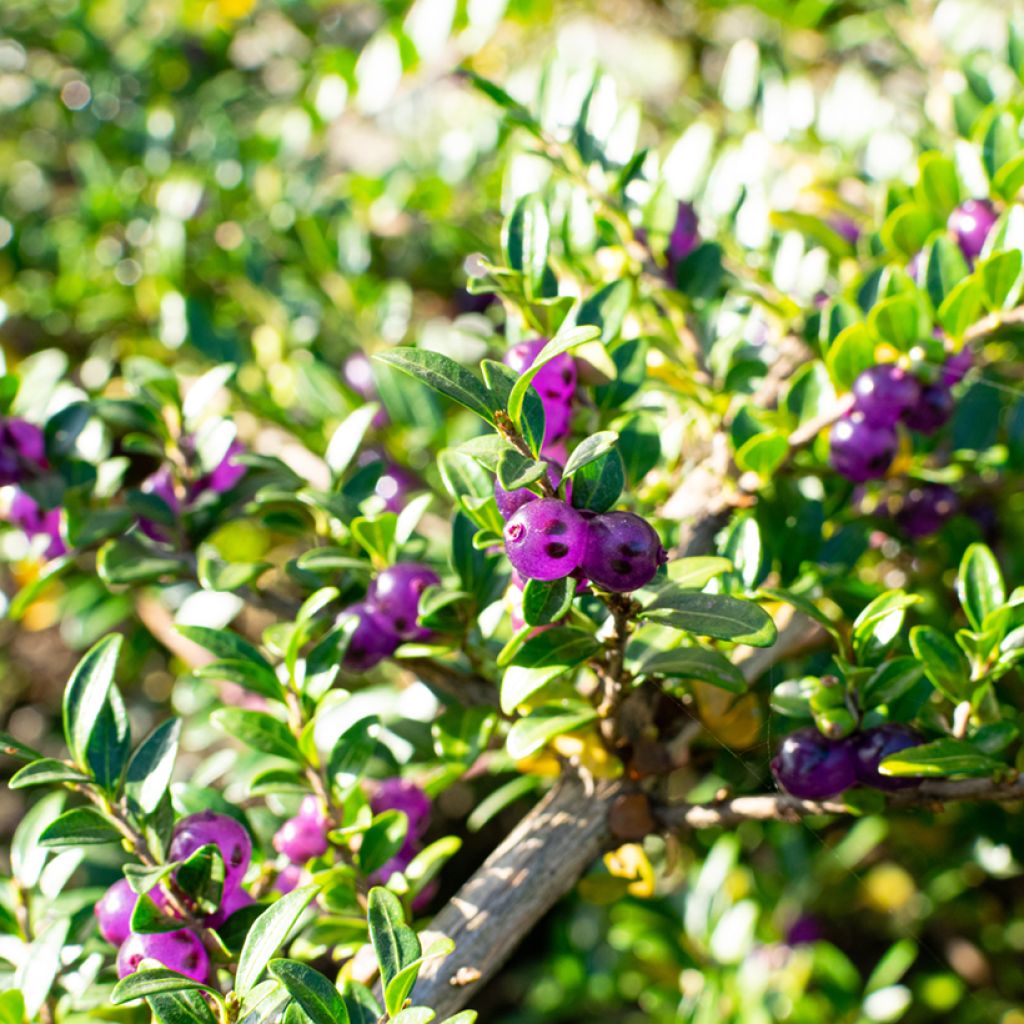 Lonicera pileata