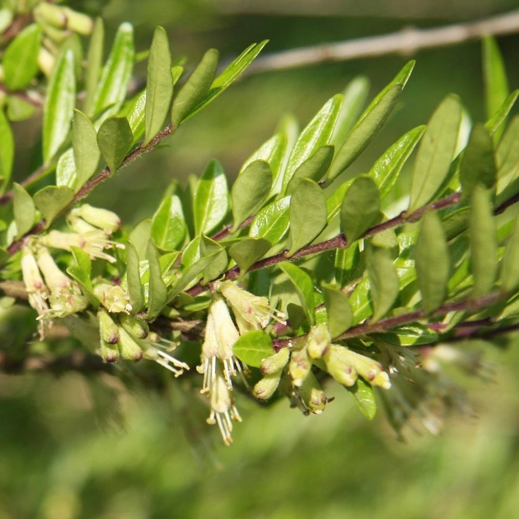 Lonicera pileata Mossgreen - Chèvrefeuilles à cupule