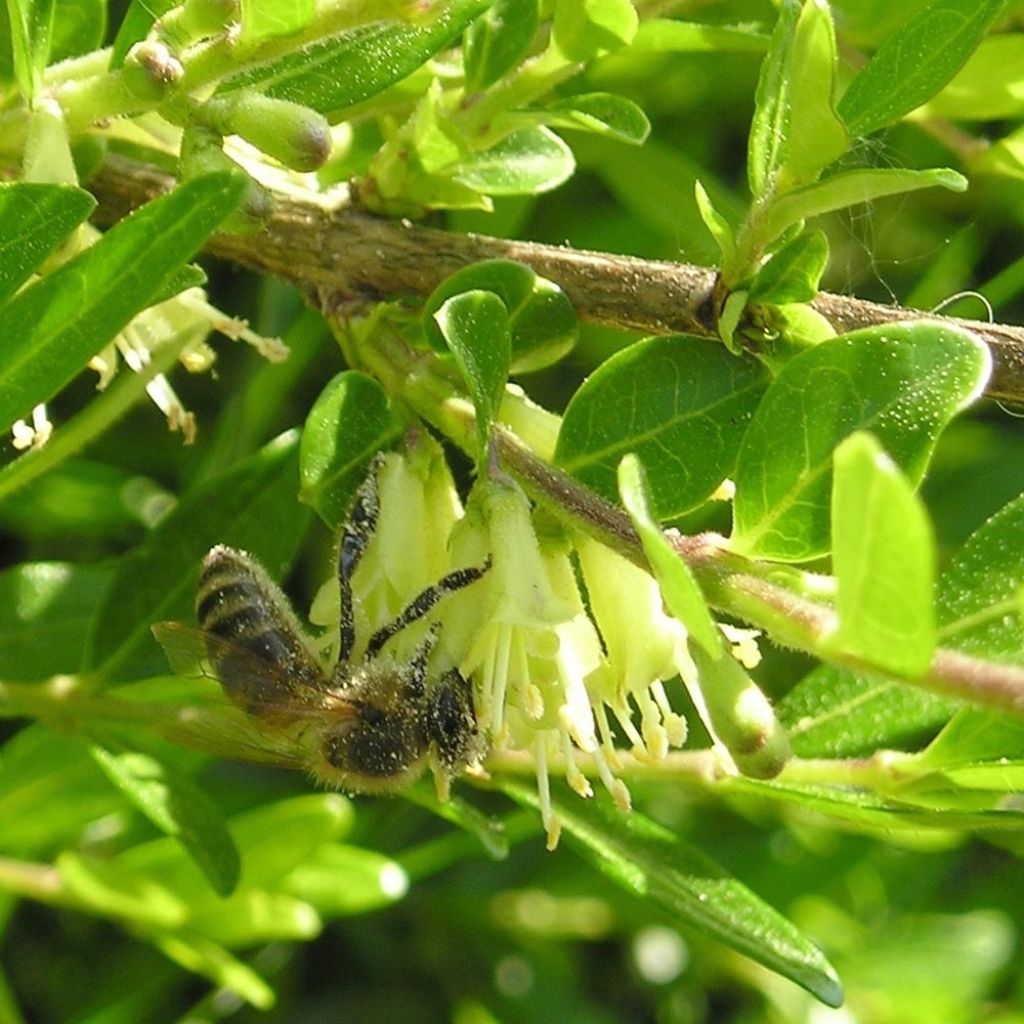 Lonicera pileata Mossgreen - Chèvrefeuilles à cupule