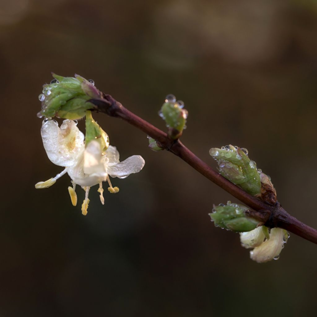 Lonicera purpusii Winter Beauty - Madreselva