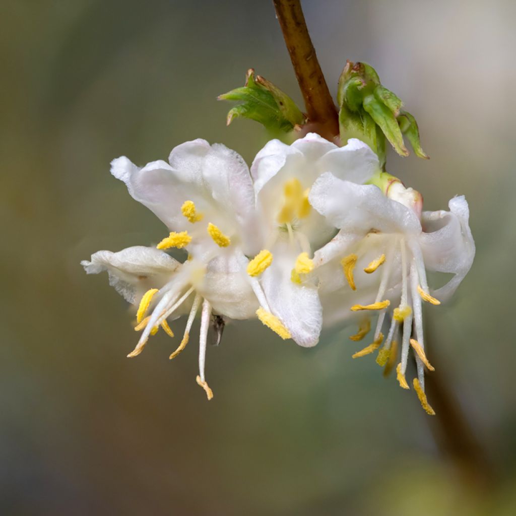 Lonicera purpusii Winter Beauty - Madreselva