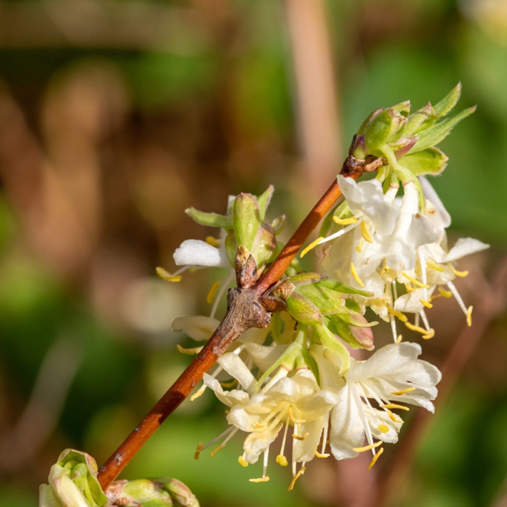 Lonicera purpusii Winter Beauty - Madreselva