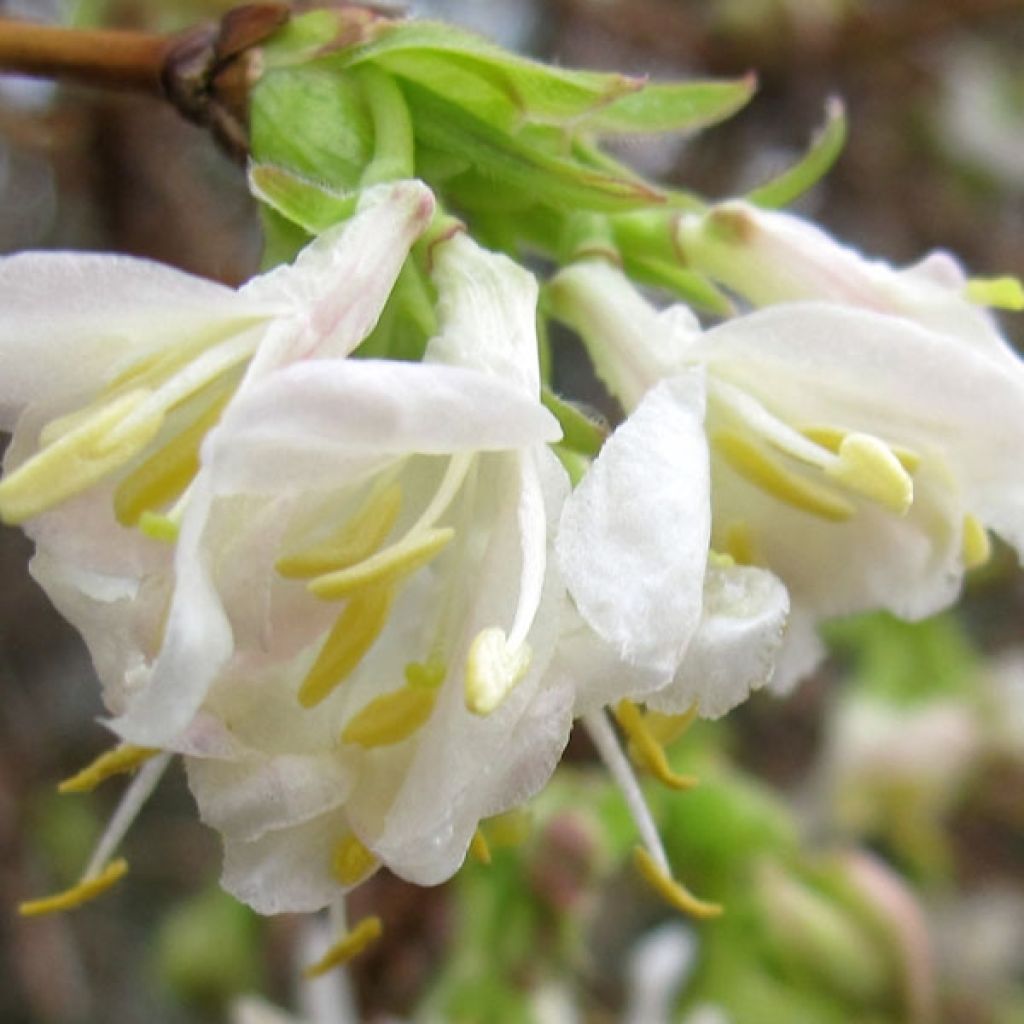 Chèvrefeuille d’hiver, Lonicera purpusii Winter Beauty