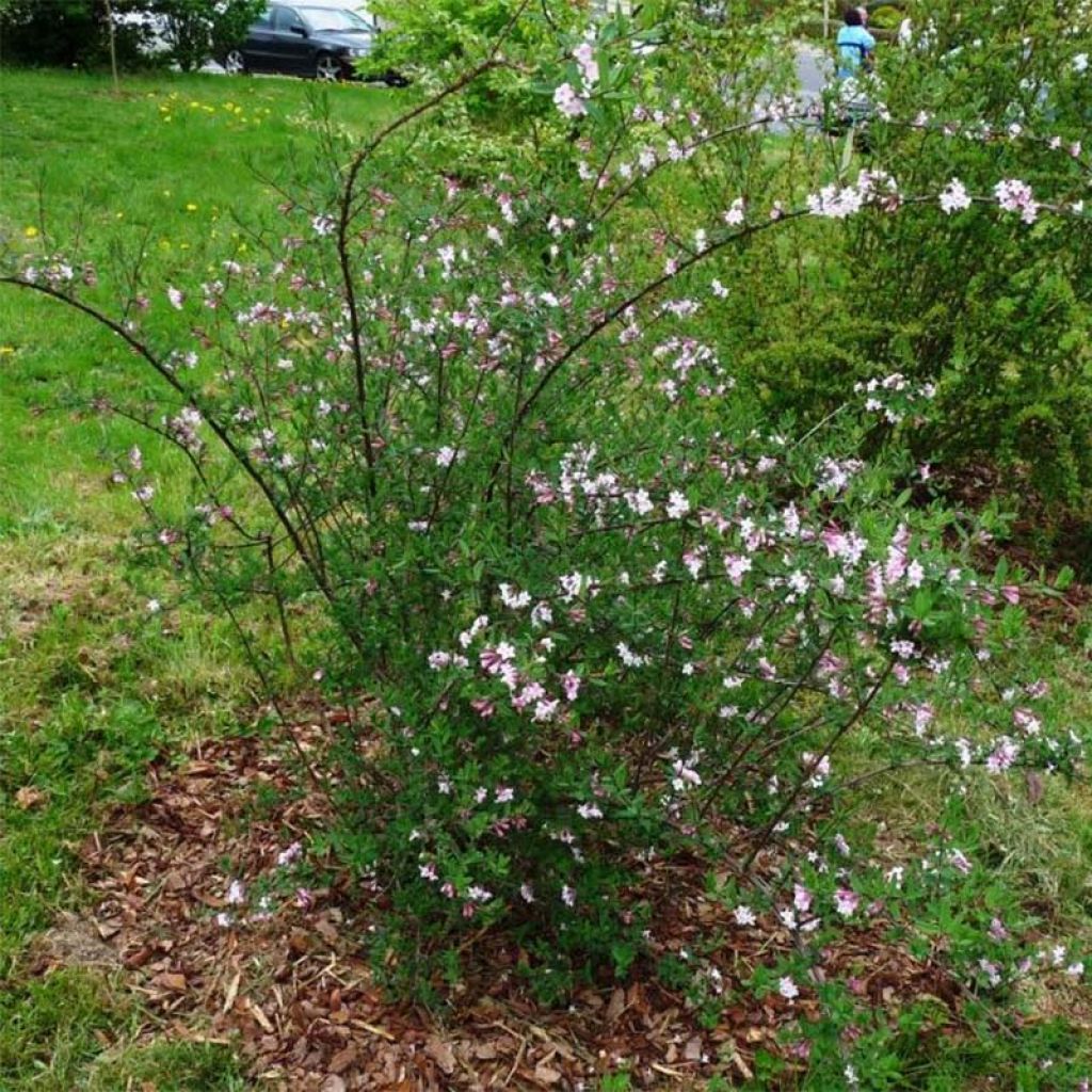 Lonicera syringantha - Madreselva Lilas