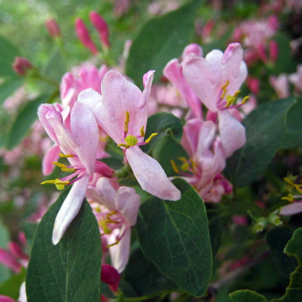 Lonicera tatarica - Chèvrefeuille de Tartarie