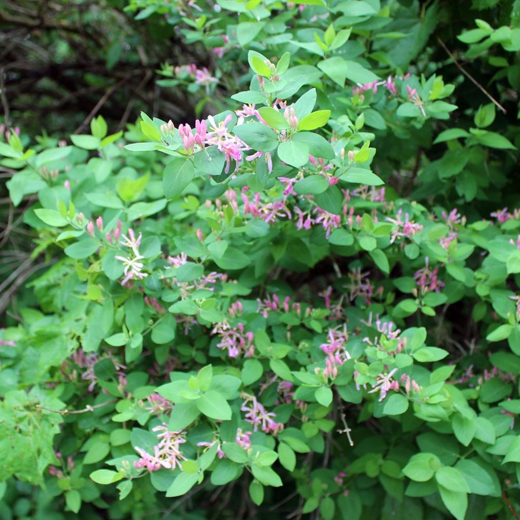 Lonicera tatarica - Madreselva tatarian