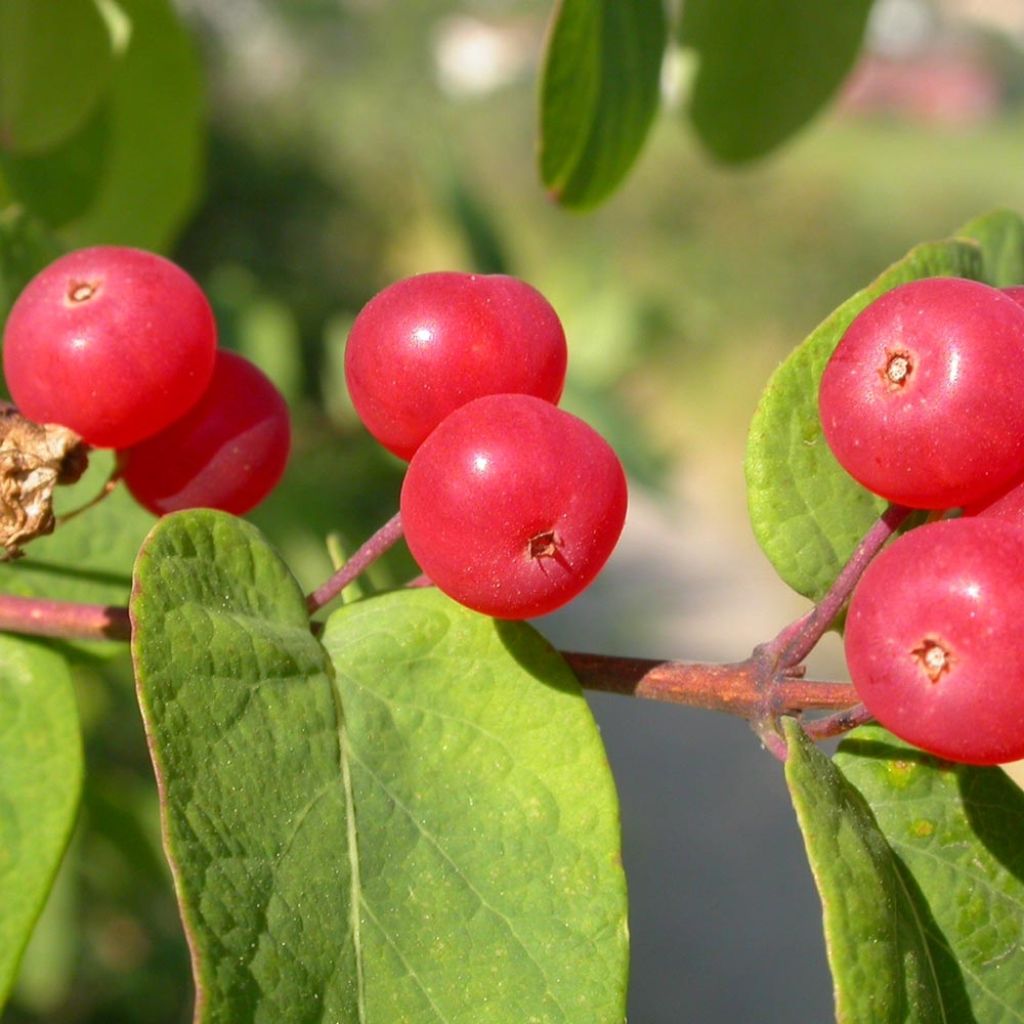 Lonicera tatarica - Madreselva tatarian