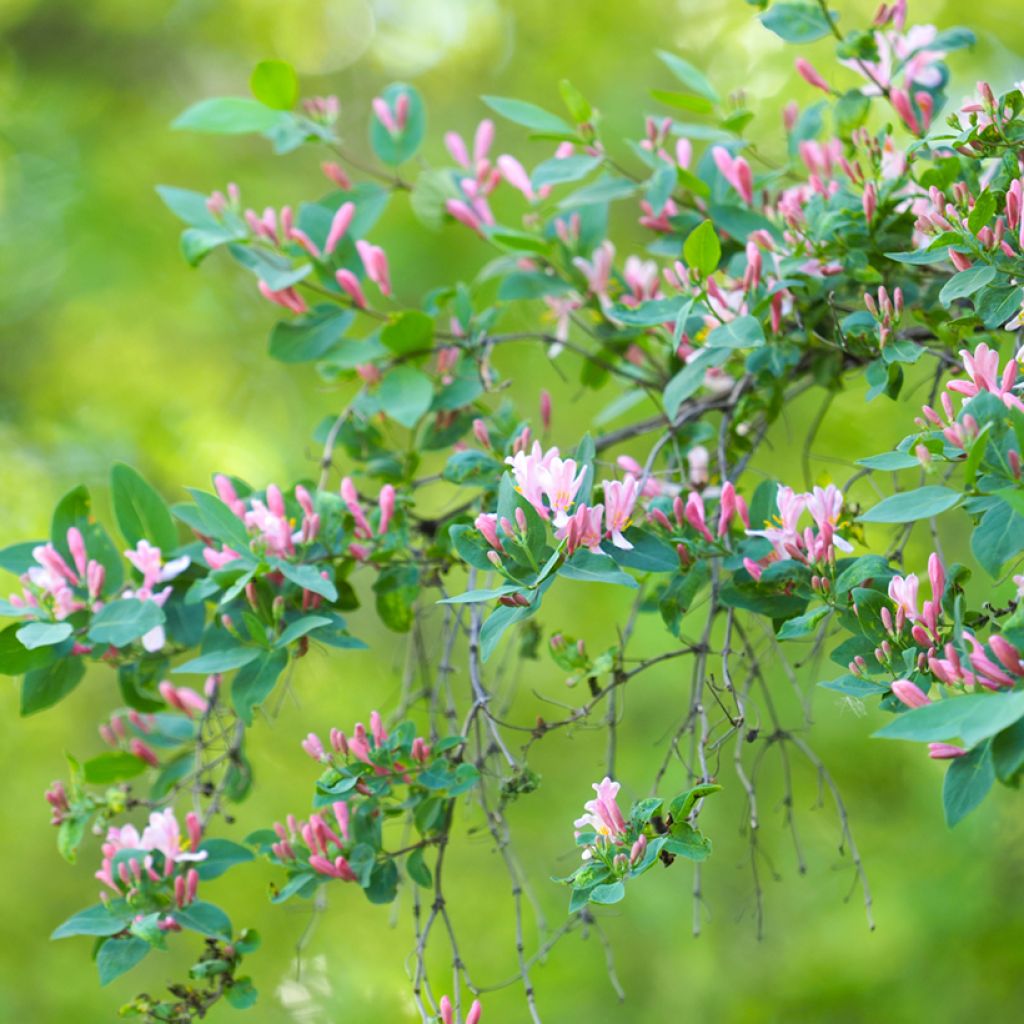 Lonicera tatarica - Madreselva tatarian