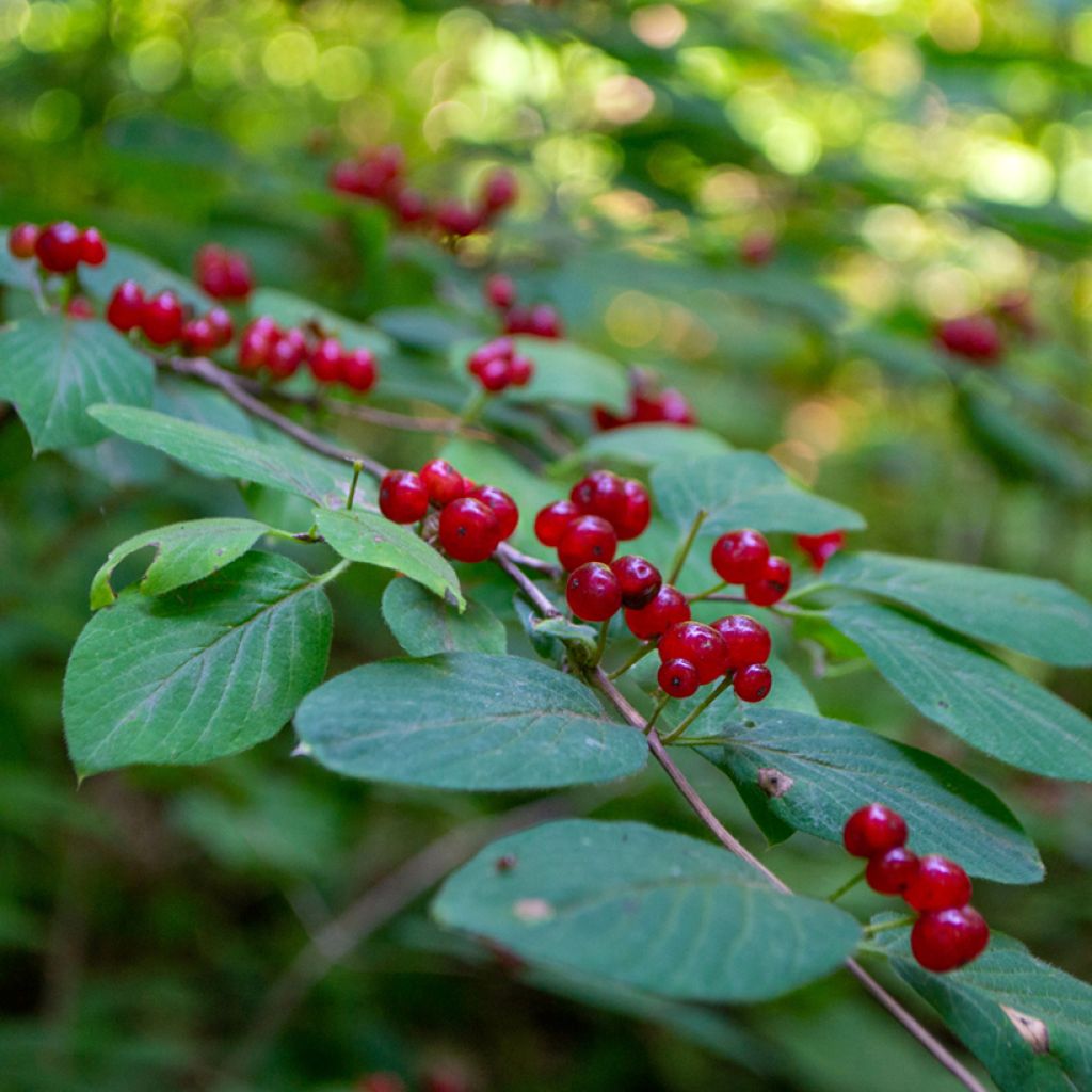 Lonicera tatarica - Madreselva tatarian