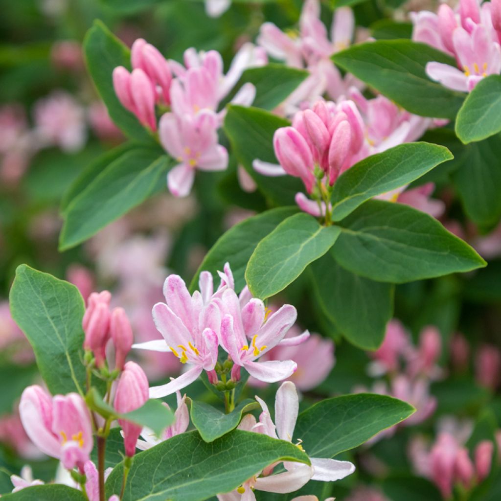 Lonicera tatarica - Madreselva tatarian