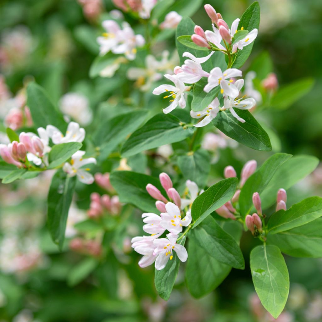 Lonicera tatarica - Madreselva tatarian