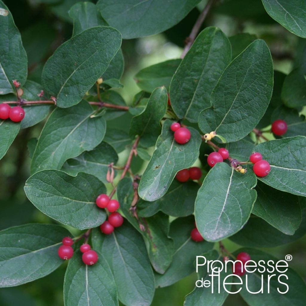 Lonicera tatarica Rosea - Chèvrefeuille de Tartarie