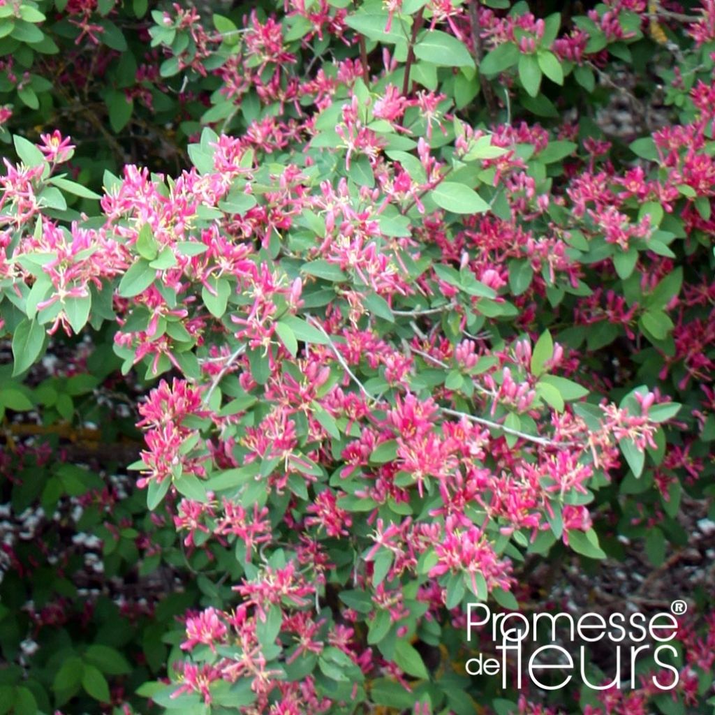 Lonicera tatarica Rosea - Chèvrefeuille de Tartarie