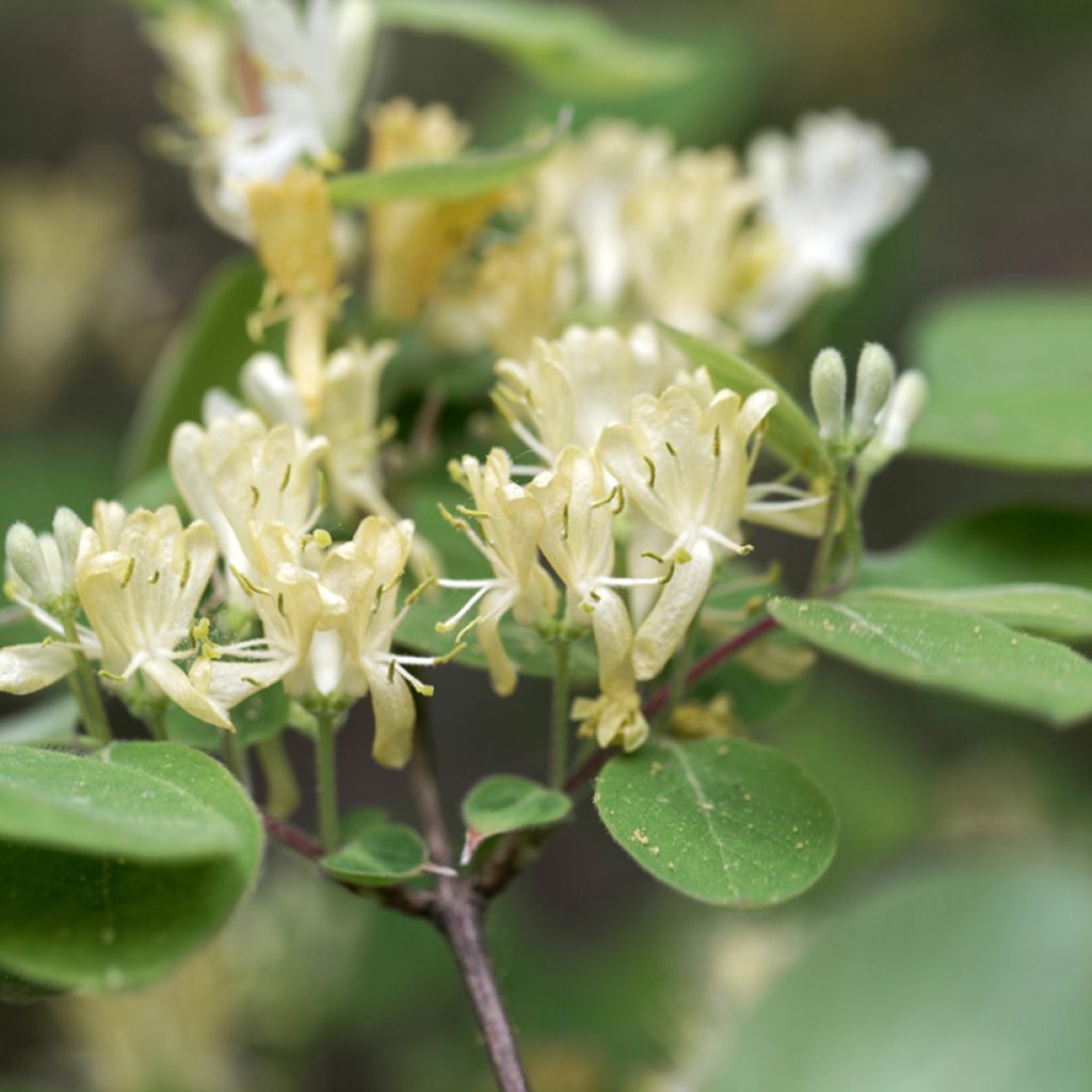 Lonicera xylosteum - Cerecillo de Europa