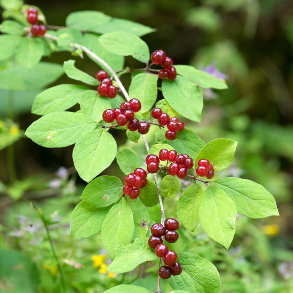 Lonicera xylosteum - Cerecillo de Europa