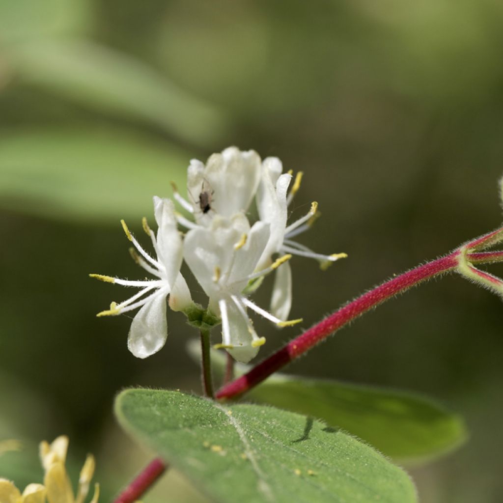 Lonicera xylosteum - Cerecillo de Europa