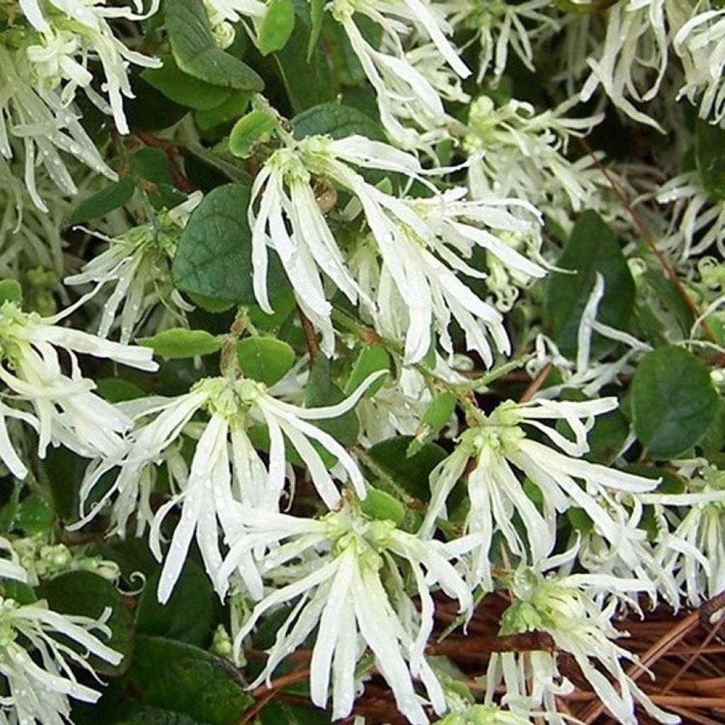 Loropetalum chinense Carolina Moonlight