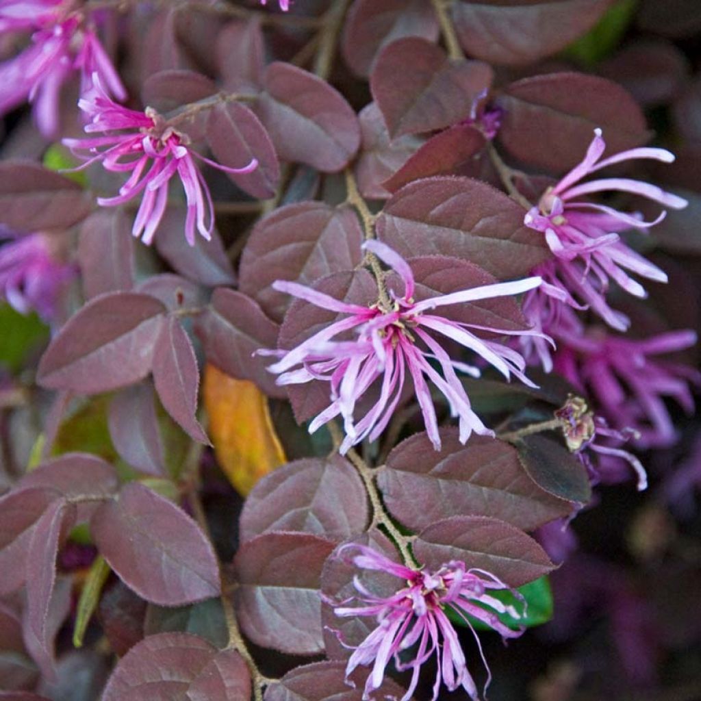 Loropetalum chinense Pipa's Red