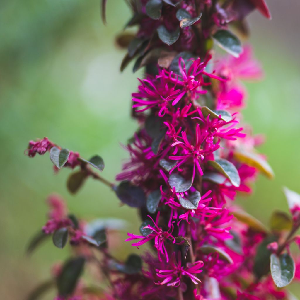 Loropetalum chinense Rose in Black