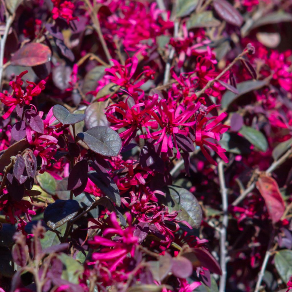 Loropetalum chinense Rose in Black