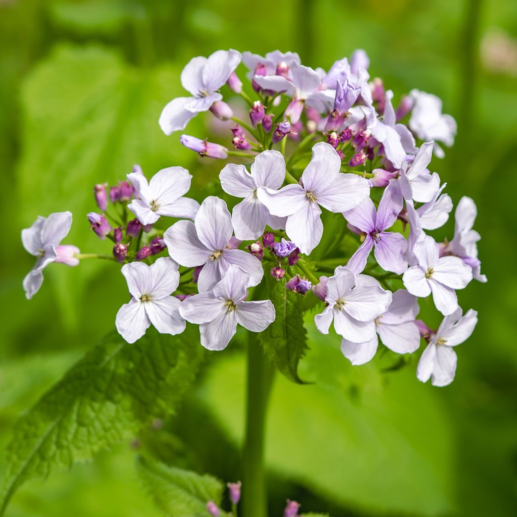 Lunaria rediviva - Lunaria perenne