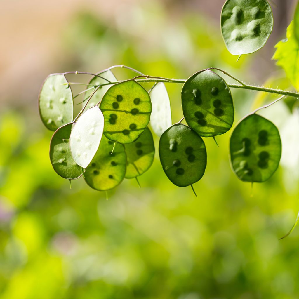 Lunaria rediviva - Lunaria perenne