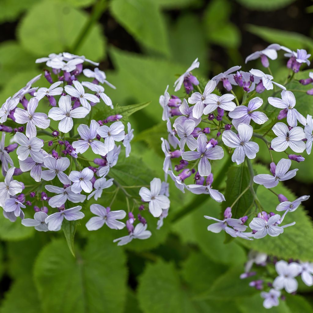 Lunaria rediviva - Lunaria perenne