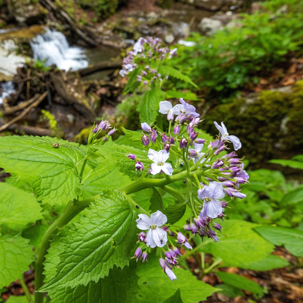 Lunaria rediviva - Lunaria perenne