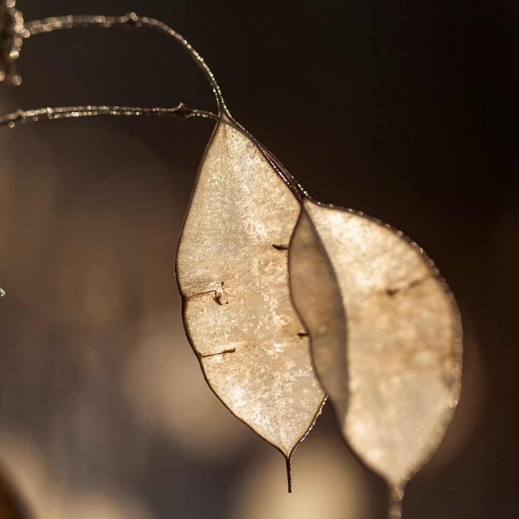 Lunaria rediviva - Lunaria perenne