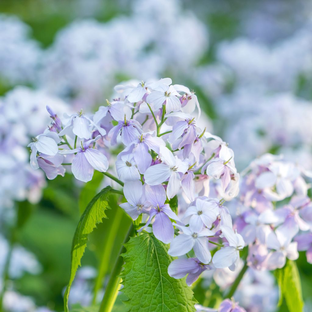 Lunaria rediviva - Lunaria perenne