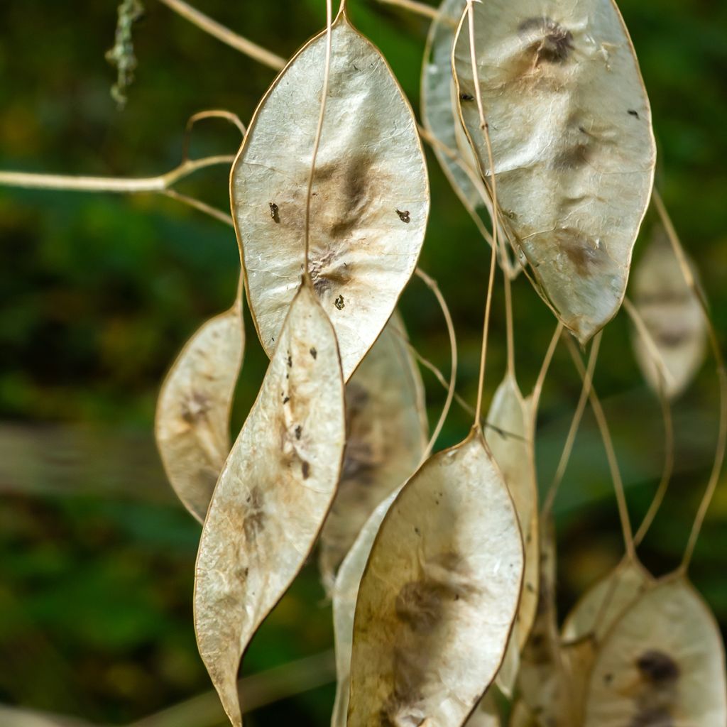 Lunaria rediviva - Lunaria perenne