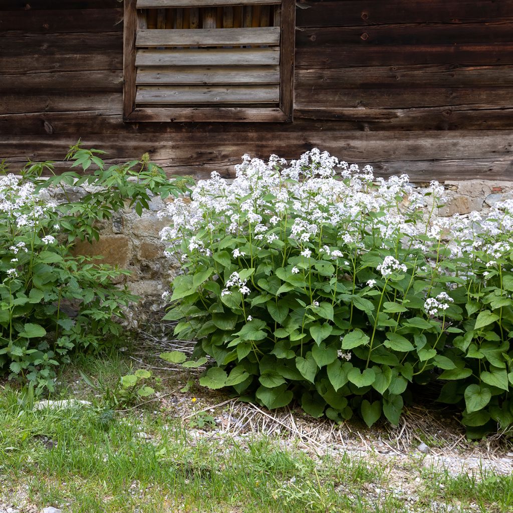 Lunaria rediviva - Lunaria perenne