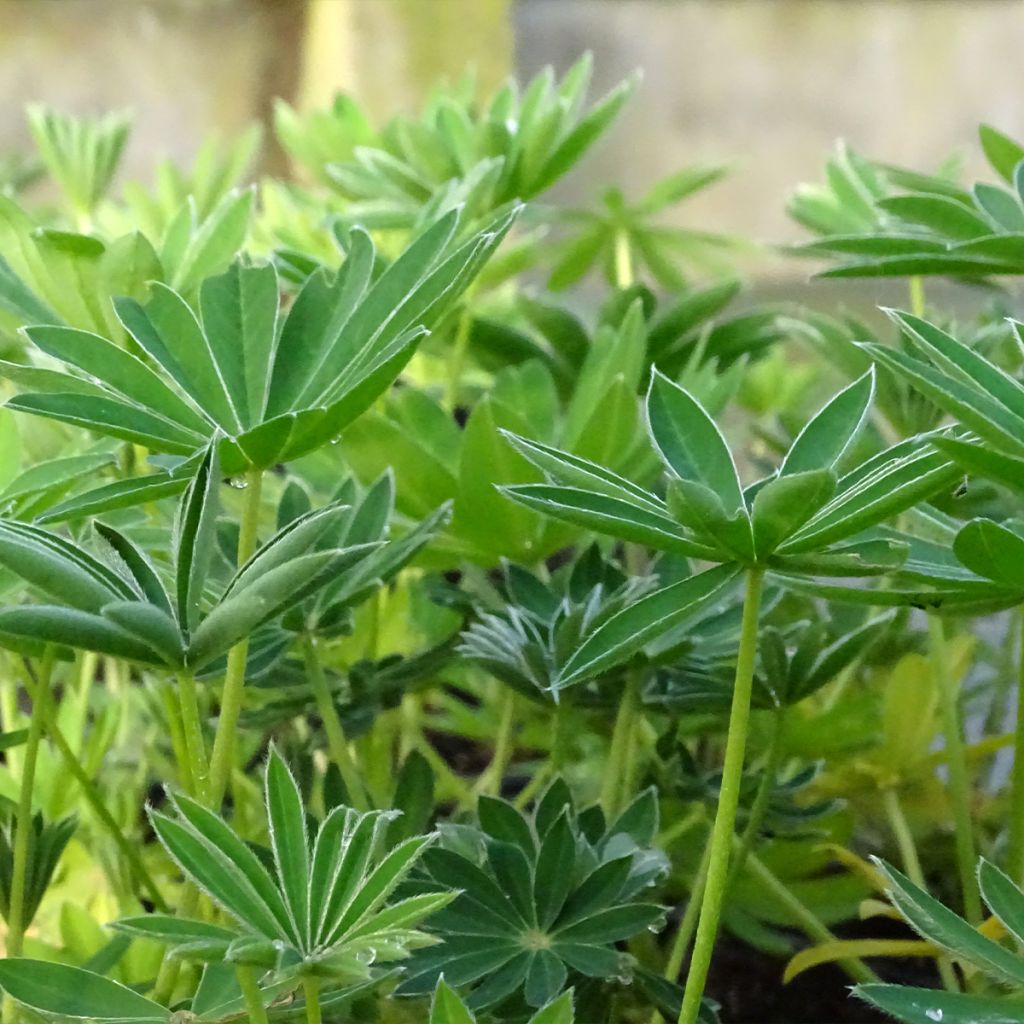 Lupin La Demoiselle (Noble Maiden) blanc