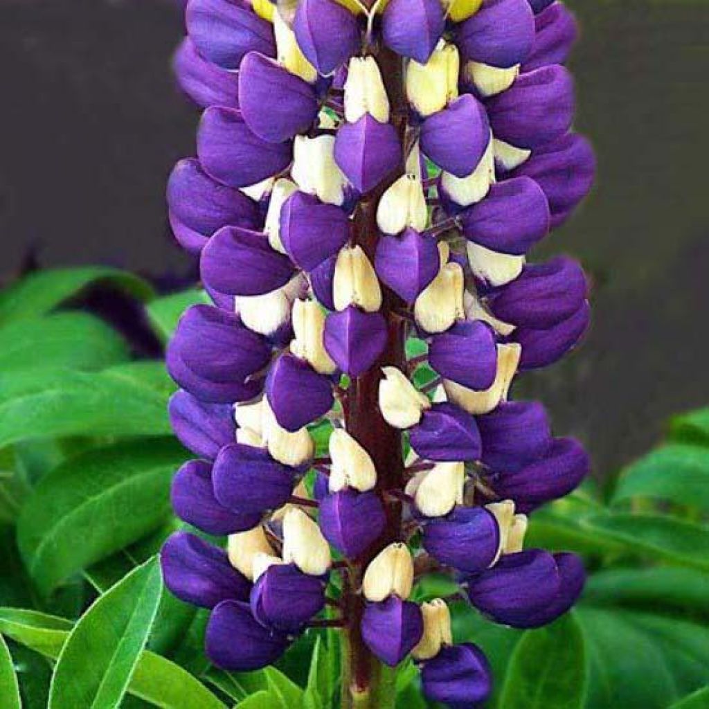 Lupin Purple Emperor - Lupin hybride