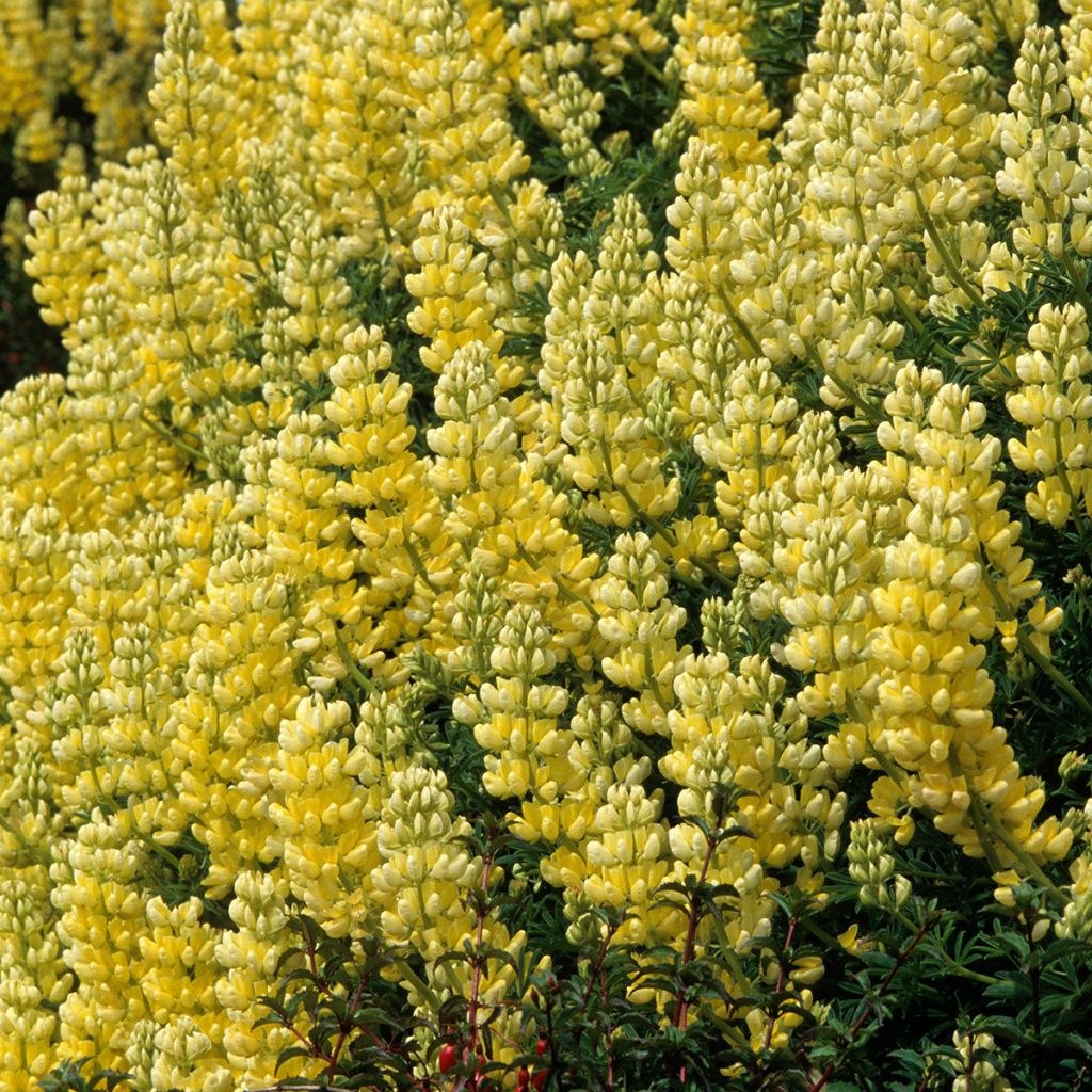 Lupinus arboreus - Altramuz