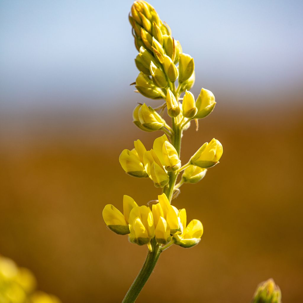 Lupinus arboreus - Altramuz