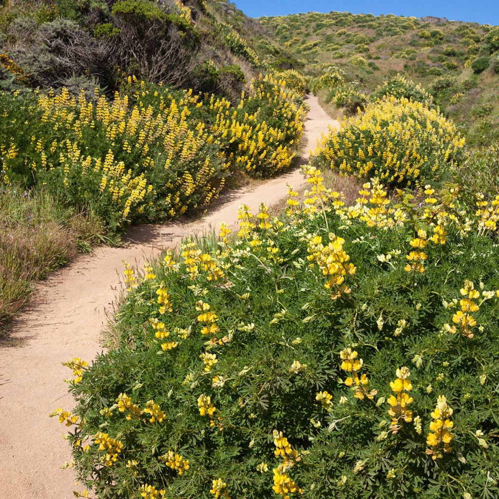 Lupinus arboreus - Altramuz