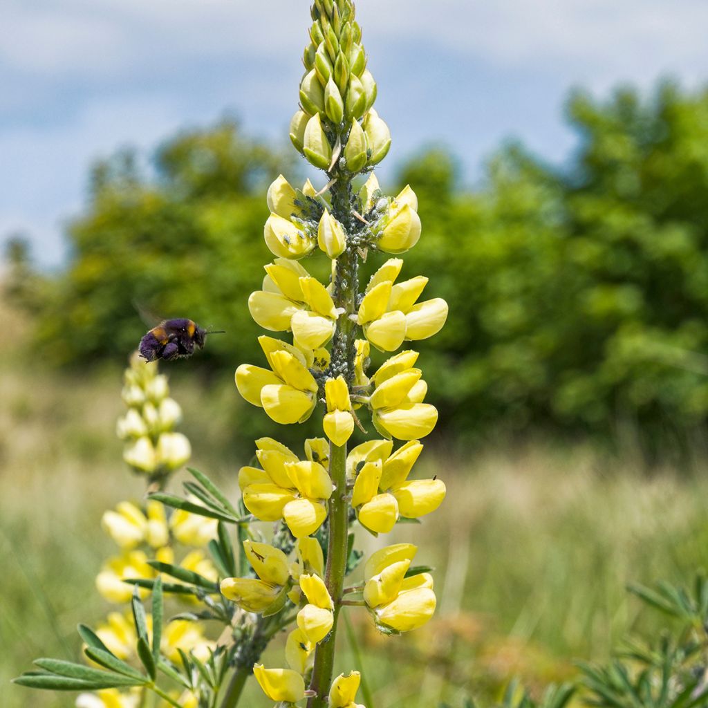 Lupinus arboreus - Altramuz