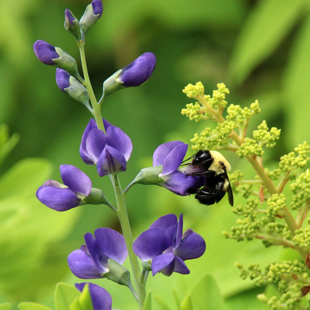 Baptisia Purple Smoke